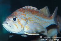: Sebastes pinniger; Canary Rockfish