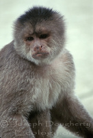 : Cebus sp.