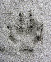 : Urocyon littoralis littoralis; Island Fox (san Miguel Island Subspecies)
