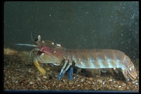: Hemisquilla californiensis; Mantis Shrimp