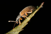 : Phyllobius oblongus; European Snout Beetle