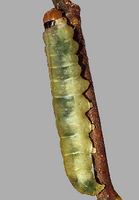 Ochropacha duplaris - Common Lutestring