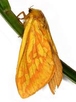 Hepialus humuli - Ghost Moth