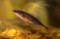 Pungitius pungitius, Ninespine stickleback: fisheries, aquarium