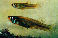 Gambusia holbrooki, Eastern mosquitofish: aquarium