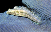 Petroscirtes breviceps, Striped poison-fang blenny mimic: aquarium