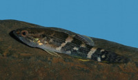 Ophiocara porocephala, Northern mud gudgeon: aquarium