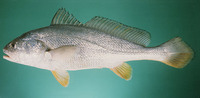 Daysciaena albida, Bengal corvina: fisheries