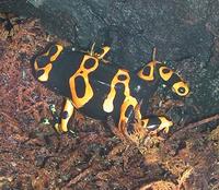 Image of: Dendrobates leucomelas (yellow-banded poison frog)