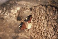 Petrochelidon pyrrhonota - Cliff Swallow