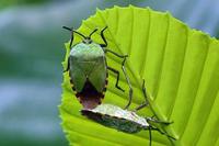 Image of: Pentatomidae (stink bugs and terrestrial turtle bugs)