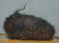 Image of: Pyrrharctia isabella (banded woollybear)