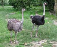 Struthio camelus - Ostrich