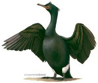 Image of: Phalacrocorax pelagicus (pelagic cormorant)