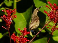 Amethyst Sunbird - Chalcomitra amethystina