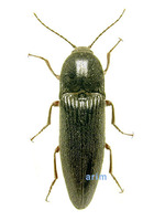 재털빗살방아벌레 - Melanotus annosus