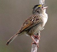 Grassland Sparrow - Ammodramus humeralis