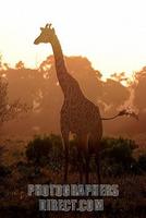 Somali Giraffe ( Giraffa camelopardalis reticulata ) , Masai Mara , Kenya , Africa stock photo