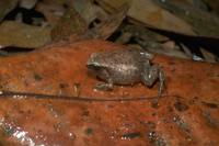 : Austrochaperina robusta; Robust Frog
