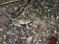 : Pelodytes ibericus; Iberian Parsley Frog