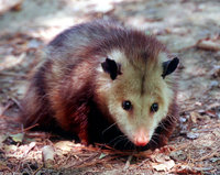 : Didelphis virginiana; Virginia Opossom
