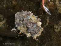: Gelastocoris sp.; Toad Bug