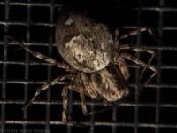 : Oxyopes scalaris; Lynx Spider