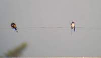 Wire-tailed Swallow (Hirundo smithii) and Red-rumped Swallow (Hirundo daurica) 2005. január 8. R...