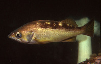 Sebastes flavidus, Yellowtail rockfish: fisheries, gamefish, aquarium