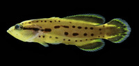 Rypticus subbifrenatus, Spotted soapfish: fisheries