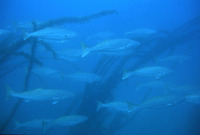 Atractoscion nobilis, White weakfish: fisheries, gamefish