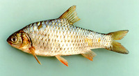 Puntius orphoides, Javaen barb: fisheries