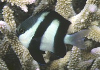 Dascyllus aruanus, Whitetail dascyllus: aquarium