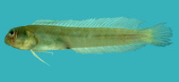 Omobranchus ferox, Gossamer blenny: aquarium