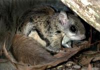 Image of: Glaucomys sabrinus (northern flying squirrel)