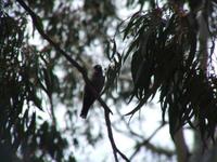 Artamus cyanopterus - Dusky Woodswallow