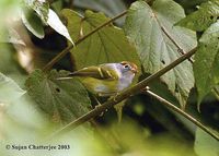 Chestnut-crowned Warbler - Seicercus castaniceps
