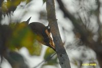 Little Woodpecker - Veniliornis passerinus