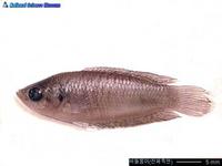 버들붕어 Macropodus chinensis (roundtailed paradise fish)