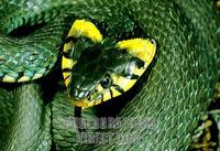 Grass Snake ( Natrix natrix ) , nordic species with flattened head , Sweden stock photo