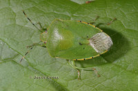 : Acrosternum hilare; Green Stink Bug