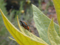 : Boisea rubrolineata; Western Box-Elder Bug