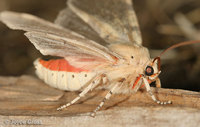 : Hemihyalea edwardsii; Edwards' Glassy-wing