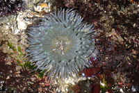 : Anthopleura sola; Sunburst Anemone
