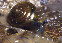 : Pristiloma stearnsii; Striate Tightcoil (snail)