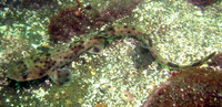 Schroederichthys chilensis, Redspotted catshark:
