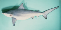 Carcharhinus amboinensis, Pigeye shark: fisheries, gamefish