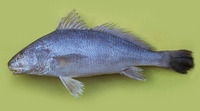 Ophioscion punctatissimus, Spotted croaker: fisheries, bait