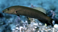 Hologymnosus annulatus, Ring wrasse: fisheries, aquarium
