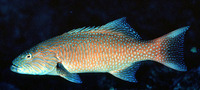 Plectropomus oligacanthus, Highfin coralgrouper: fisheries